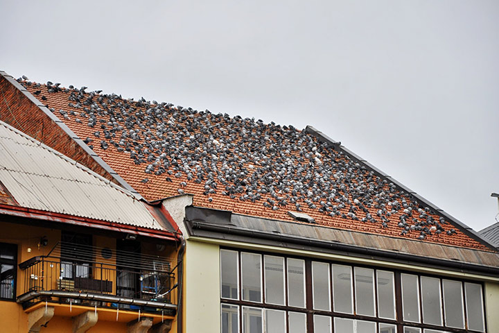 A2B Pest Control are able to install spikes to deter birds from roofs in White City. 