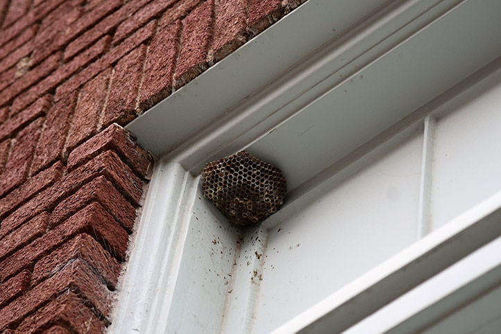We provide a wasp nest removal service for domestic and commercial properties in White City.